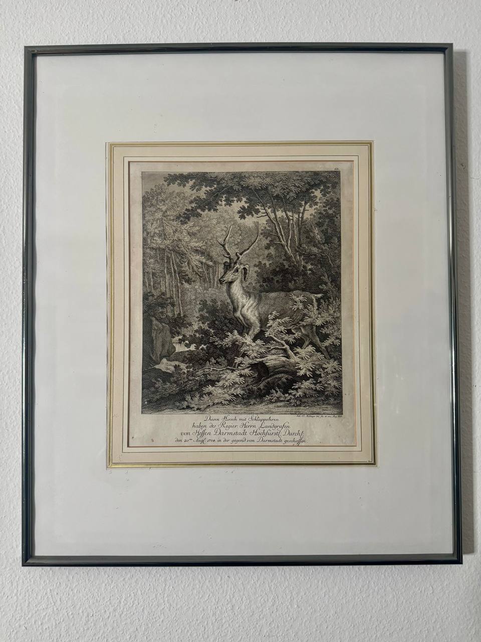Hirsch mit Schlappohren – Erlegtes Wildtier des Landgrafen von Hessen-Darmstadt, 1754 – Kupferstich nach Johann Elias Ridinger