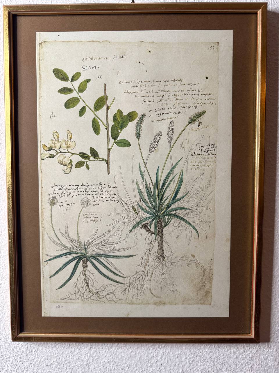 Botanisches Faksimile aus Conrad Gessners «Historia Plantarum» – Colutea arborescens, Plantago alpina & Plantago atrata — Vorderseite