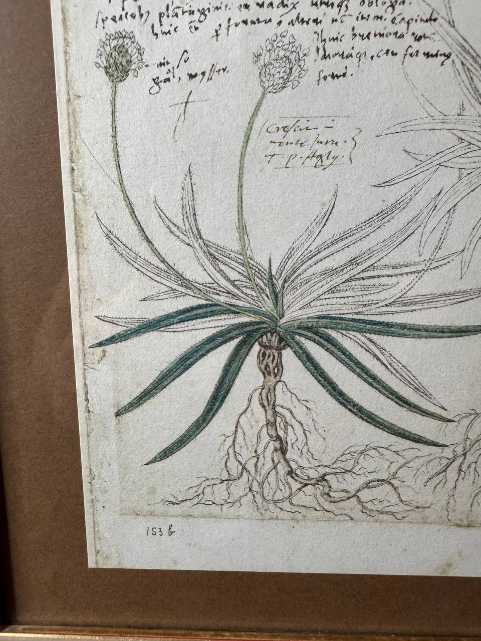 Botanisches Faksimile aus Conrad Gessners «Historia Plantarum» – Colutea arborescens, Plantago alpina & Plantago atrata — Inschrift