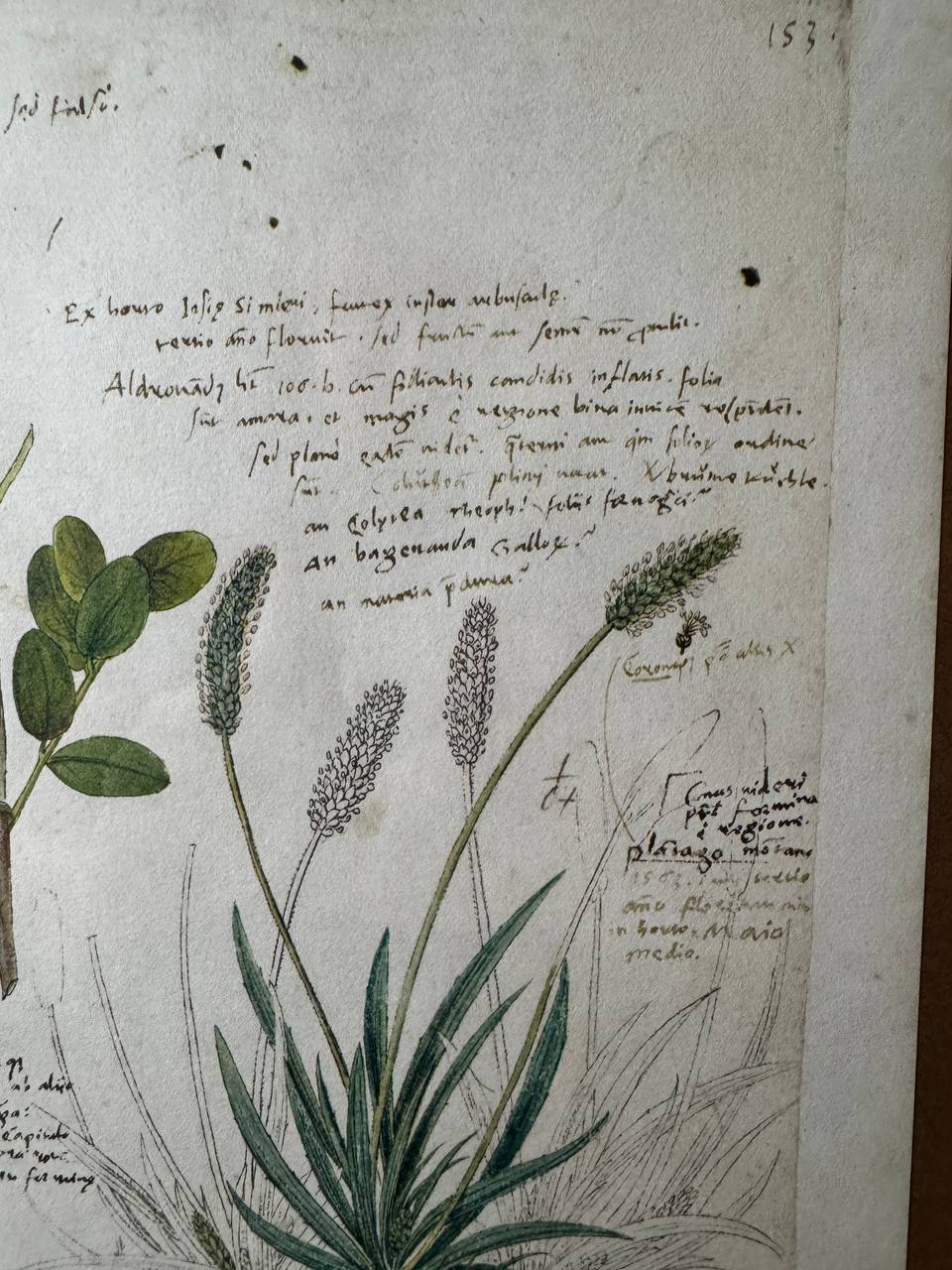 Botanisches Faksimile aus Conrad Gessners «Historia Plantarum» – Colutea arborescens, Plantago alpina & Plantago atrata — Inschrift