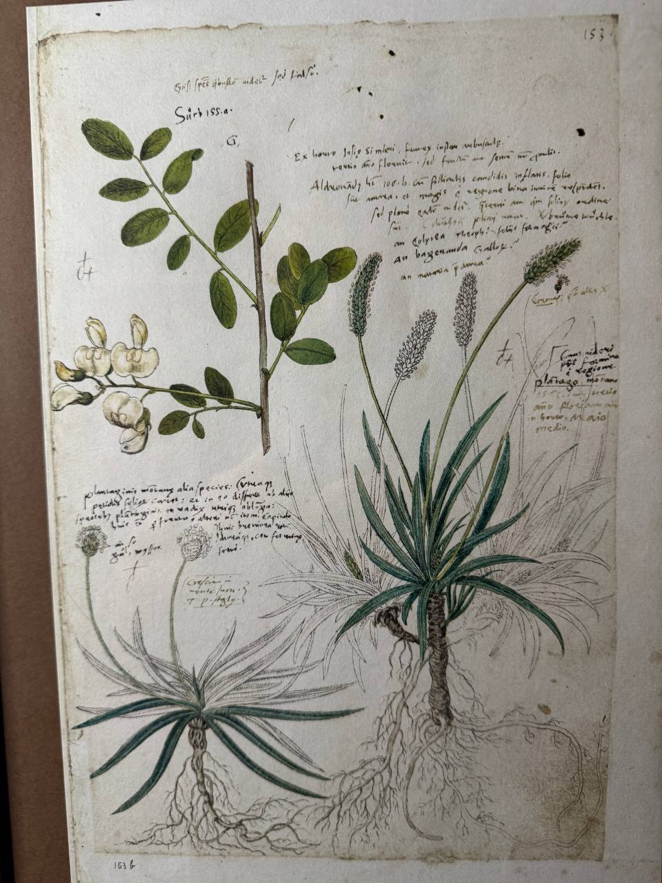 Botanisches Faksimile aus Conrad Gessners «Historia Plantarum» – Colutea arborescens, Plantago alpina & Plantago atrata — Inschrift