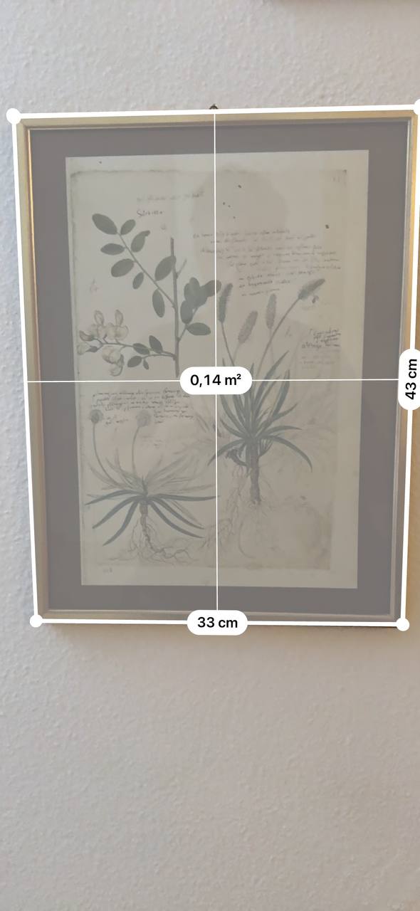Botanisches Faksimile aus Conrad Gessners «Historia Plantarum» – Colutea arborescens, Plantago alpina & Plantago atrata — Kontext
