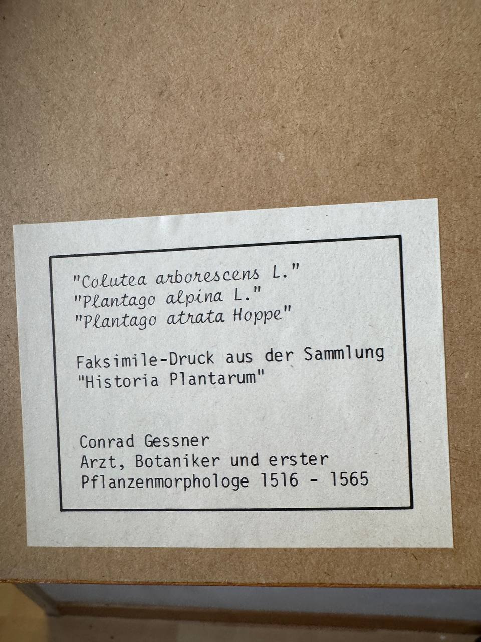 Botanisches Faksimile aus Conrad Gessners «Historia Plantarum» – Colutea arborescens, Plantago alpina & Plantago atrata — sticker