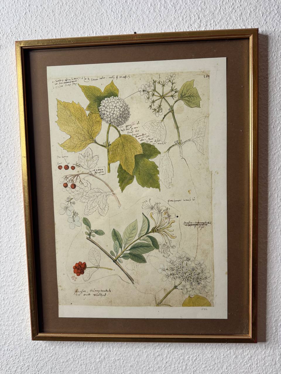 Botanische Studie aus Conrad Gessners «Historia Plantarum» — Schneeball & Geissblatt (Faksimile-Druck, koloriert, gerahmt) — Vorderseite