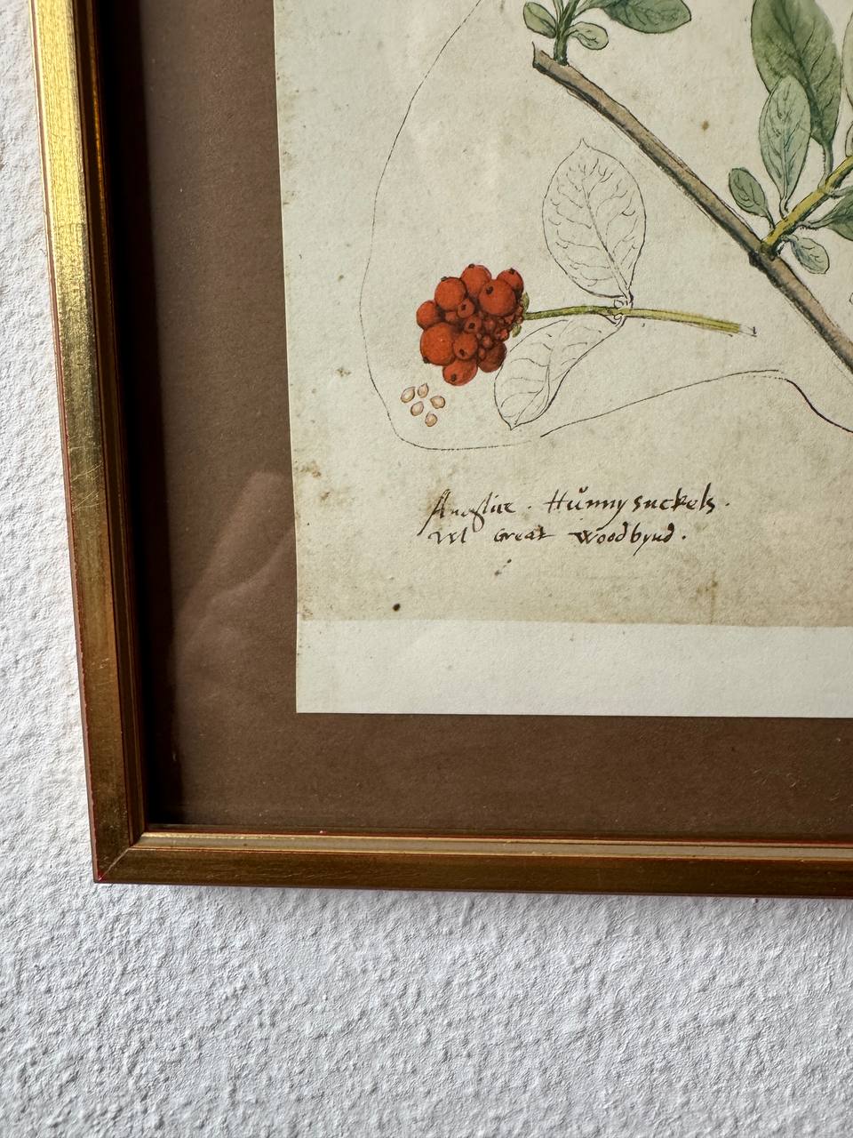 Botanische Studie aus Conrad Gessners «Historia Plantarum» — Schneeball & Geissblatt (Faksimile-Druck, koloriert, gerahmt) — Inschrift