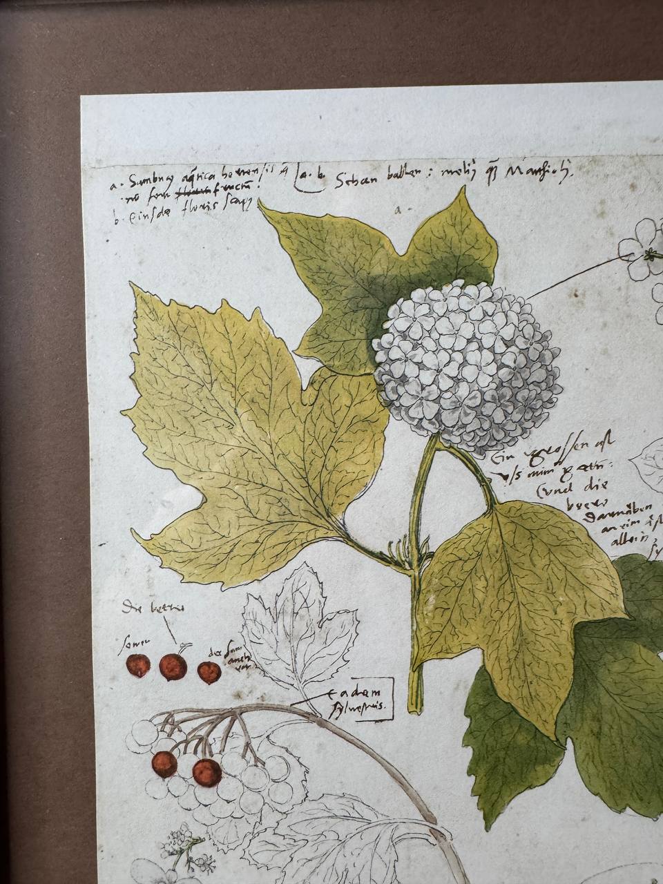 Botanische Studie aus Conrad Gessners «Historia Plantarum» — Schneeball & Geissblatt (Faksimile-Druck, koloriert, gerahmt) — Inschrift