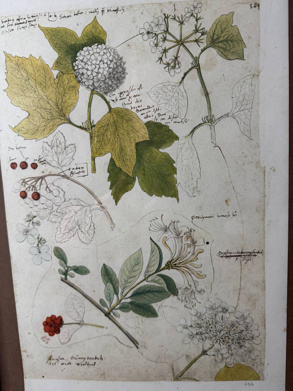 Botanische Studie aus Conrad Gessners «Historia Plantarum» — Schneeball & Geissblatt (Faksimile-Druck, koloriert, gerahmt) — Vorderseite
