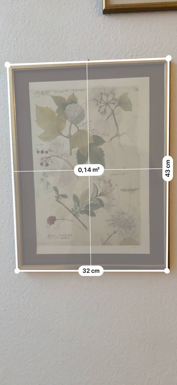 Botanische Studie aus Conrad Gessners «Historia Plantarum» — Schneeball & Geissblatt (Faksimile-Druck, koloriert, gerahmt) — Kontext