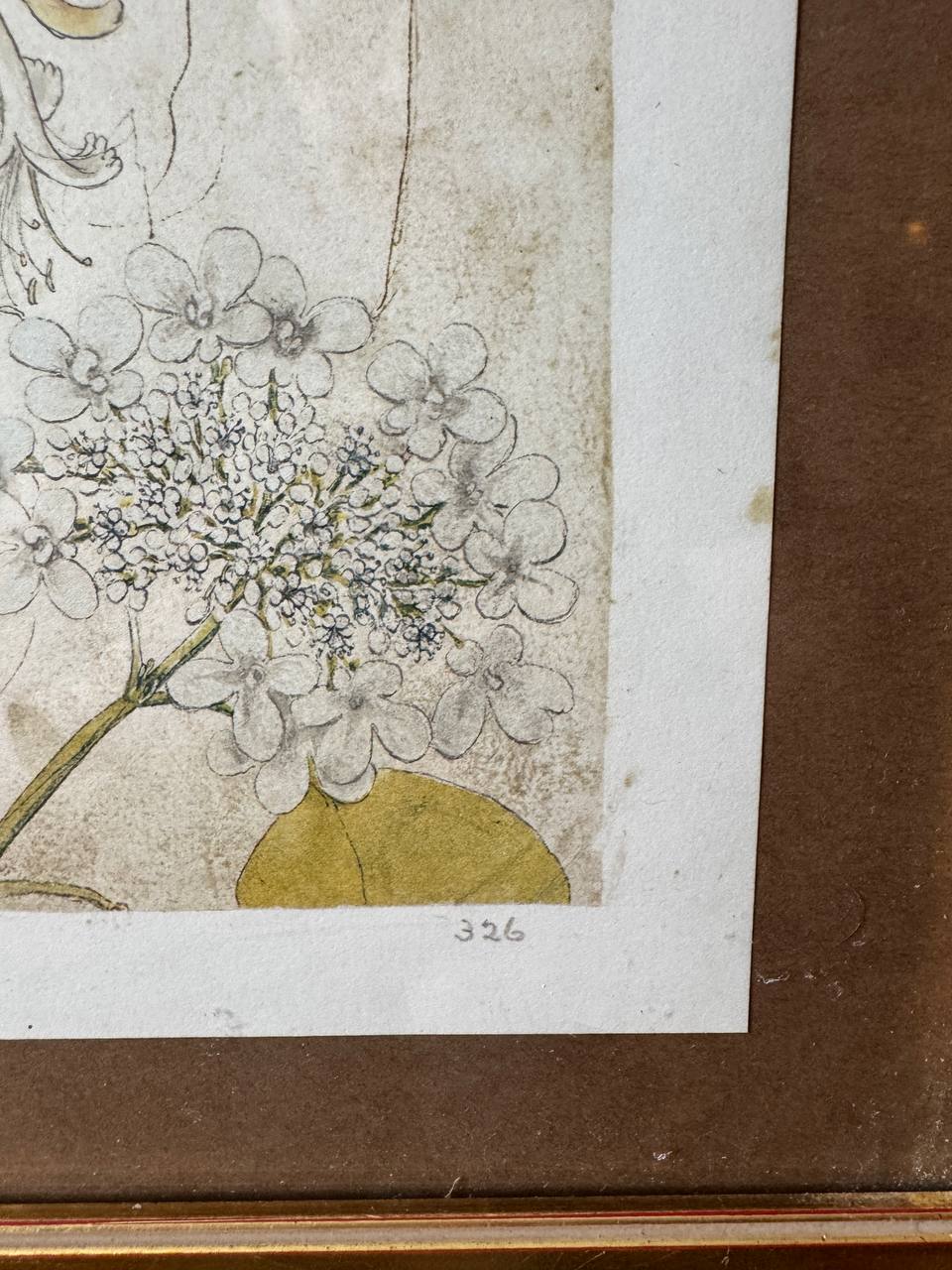 Botanische Studie aus Conrad Gessners «Historia Plantarum» — Schneeball & Geissblatt (Faksimile-Druck, koloriert, gerahmt) — Inschrift