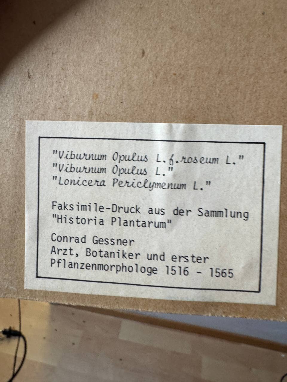 Botanische Studie aus Conrad Gessners «Historia Plantarum» — Schneeball & Geissblatt (Faksimile-Druck, koloriert, gerahmt) — sticker