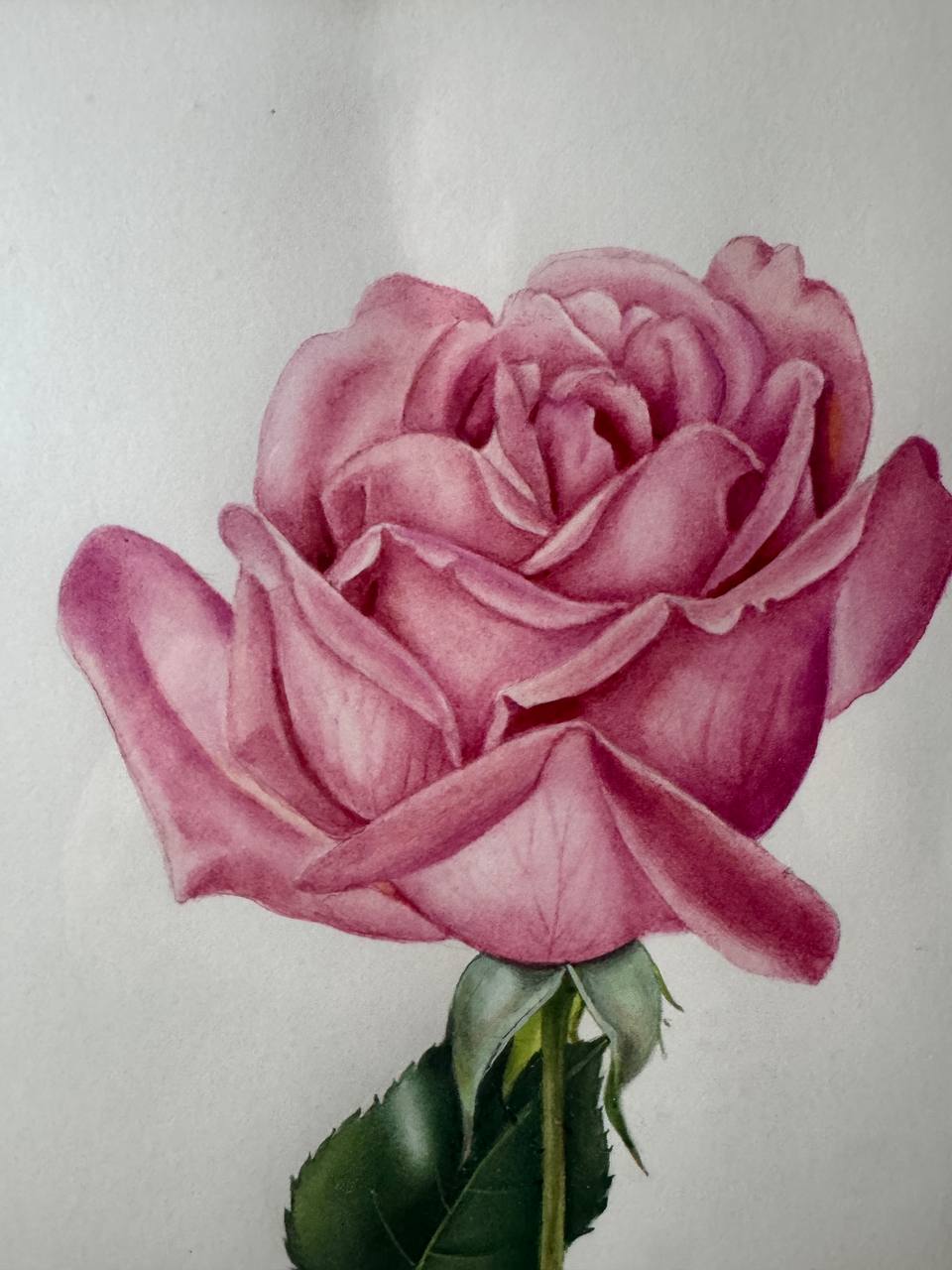 薔薇の花「バレエ」— エリザベート・ガッサー＝フォン・グンテンによるオリジナル水彩画です — Vorderseite
