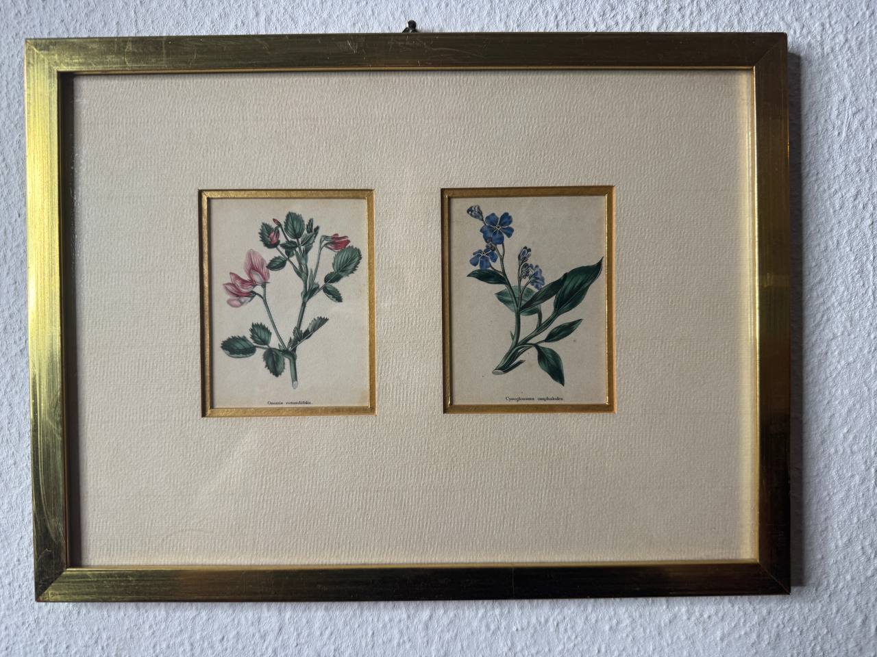 Zwei handkolorierte botanische Kupferstiche – Ononis rotundifolia & Cynoglossum omphalodes — Vorderseite