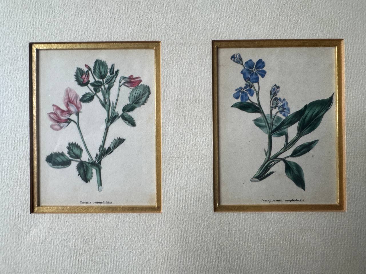 Zwei handkolorierte botanische Kupferstiche – Ononis rotundifolia & Cynoglossum omphalodes — Vorderseite