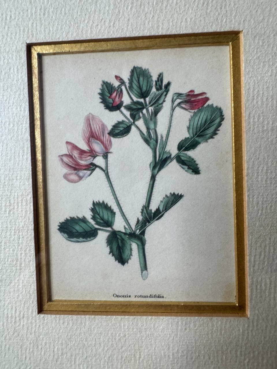 Zwei handkolorierte botanische Kupferstiche – Ononis rotundifolia & Cynoglossum omphalodes — Inschrift