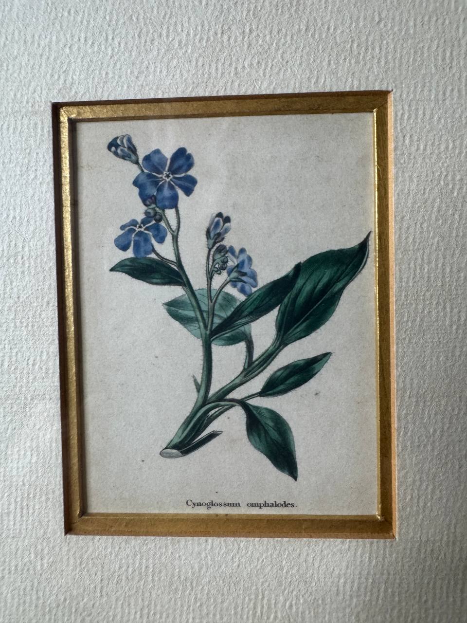 Zwei handkolorierte botanische Kupferstiche – Ononis rotundifolia & Cynoglossum omphalodes — Inschrift