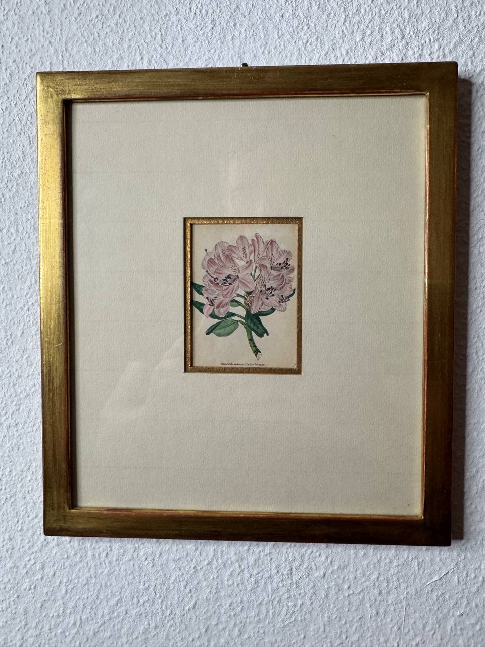 Rhododendron Catawbiense – Altkolorierter Kupferstich von Watts, ca. 1840 — Vorderseite