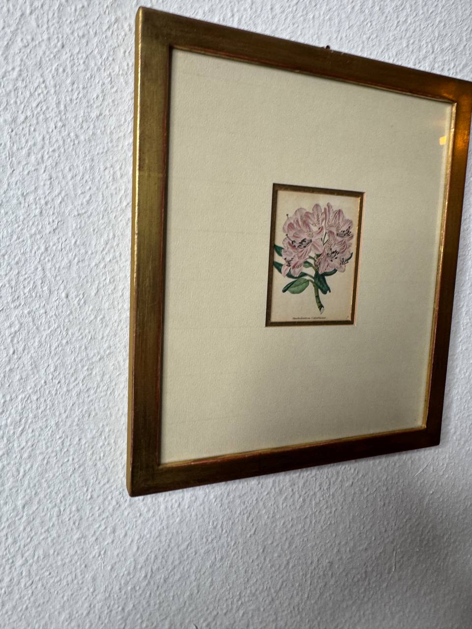 Rhododendron Catawbiense – Altkolorierter Kupferstich von Watts, ca. 1840 — Kontext