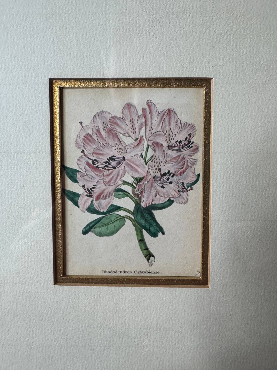 Rhododendron Catawbiense – Altkolorierter Kupferstich von Watts, ca. 1840 — Inschrift