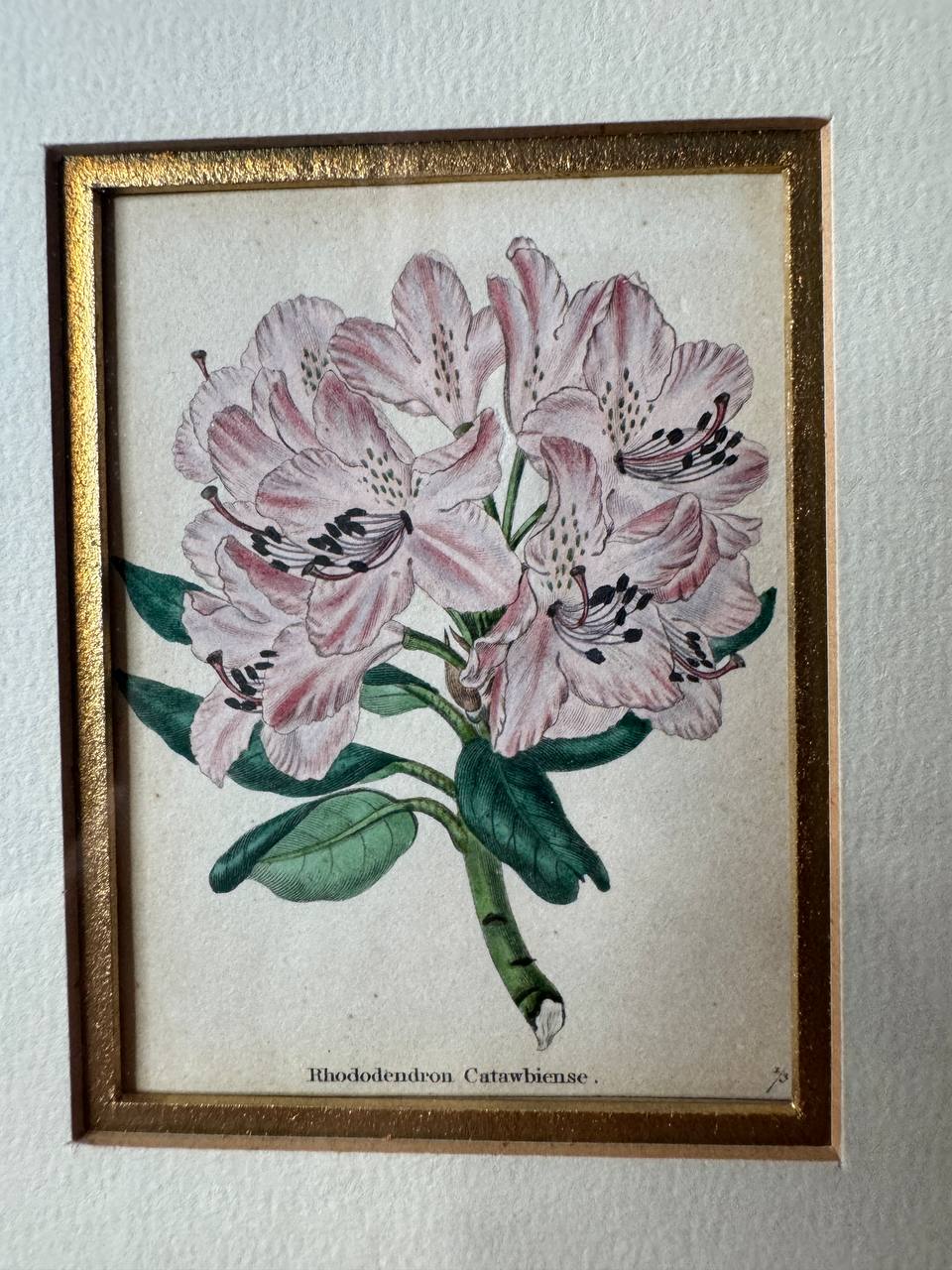 Rhododendron Catawbiense – Altkolorierter Kupferstich von Watts, ca. 1840 — Inschrift