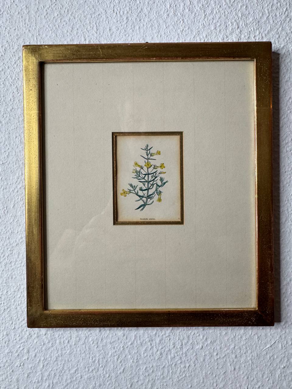 Gratiola aurea – Hand-Coloured Copper Engraving of the Golden Hedge-Hyssop by Watts, ca. 1840 — Vorderseite