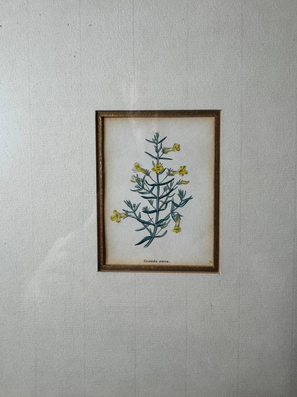 Gratiola aurea – Hand-Coloured Copper Engraving of the Golden Hedge-Hyssop by Watts, ca. 1840 — Vorderseite
