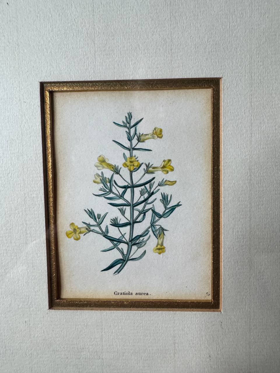 Gratiola aurea – Hand-Coloured Copper Engraving of the Golden Hedge-Hyssop by Watts, ca. 1840 — Vorderseite