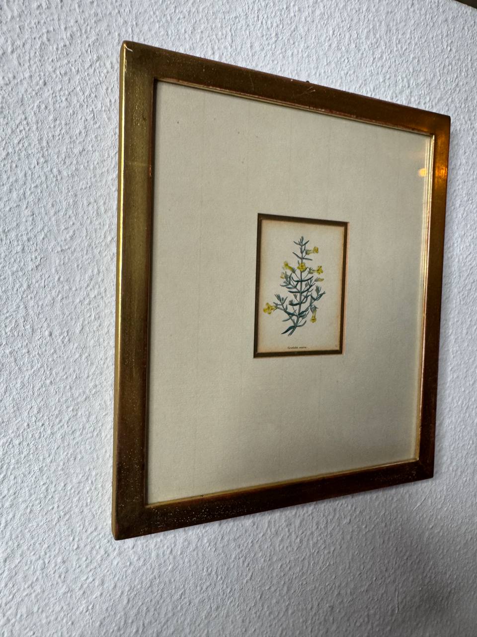 Gratiola aurea – Hand-Coloured Copper Engraving of the Golden Hedge-Hyssop by Watts, ca. 1840 — Kontext
