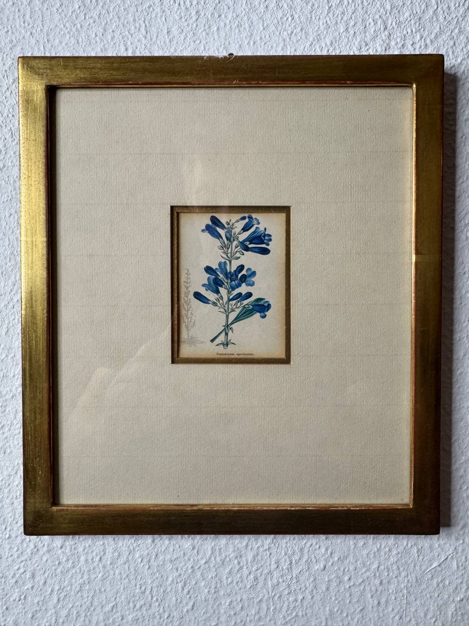 Pentstemon speciosum – Altkolorierter Kupferstich aus Watts' Botanical Werk, um 1840 — Vorderseite