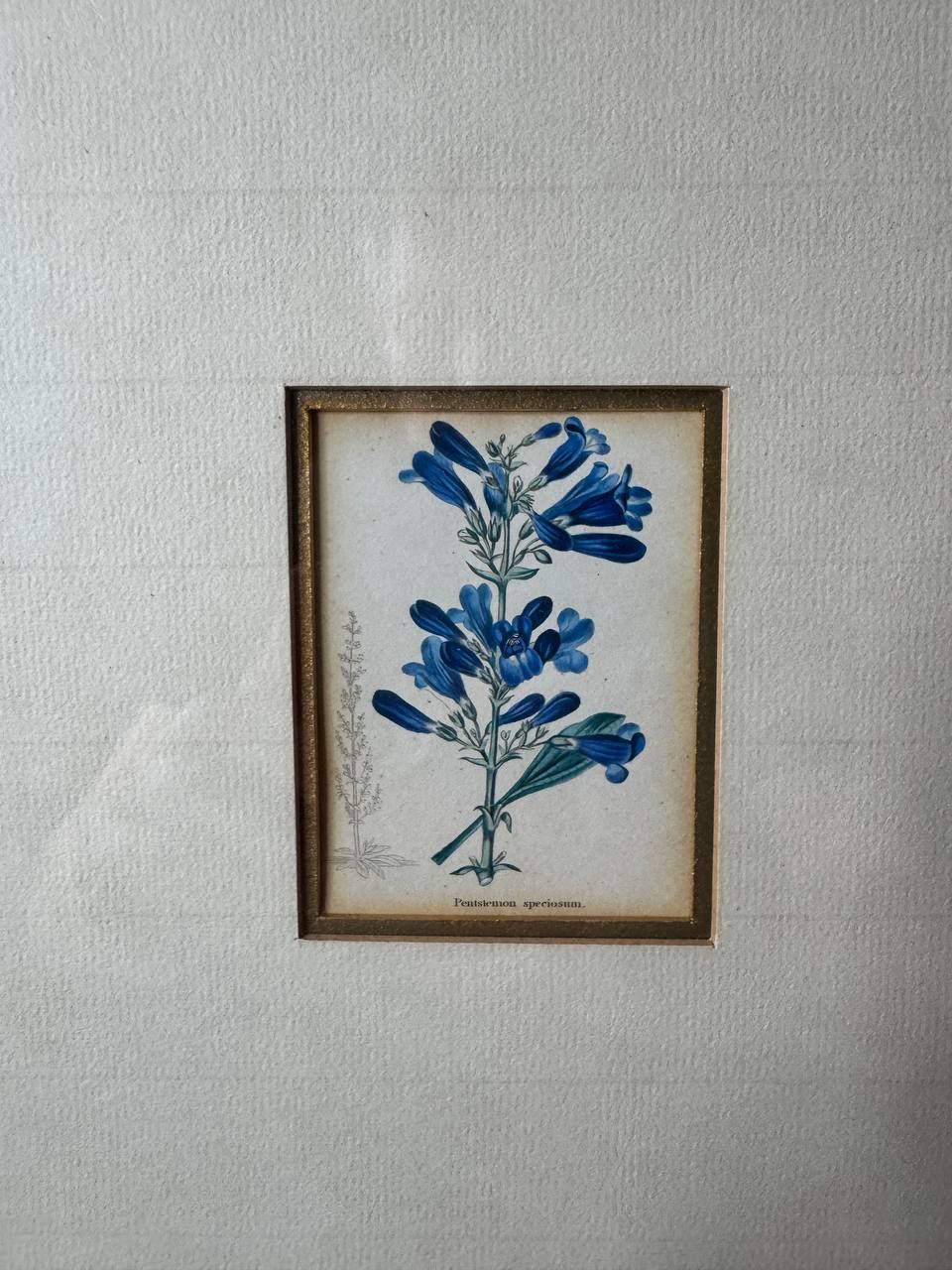 Pentstemon speciosum – Altkolorierter Kupferstich aus Watts' Botanical Werk, um 1840 — Kontext