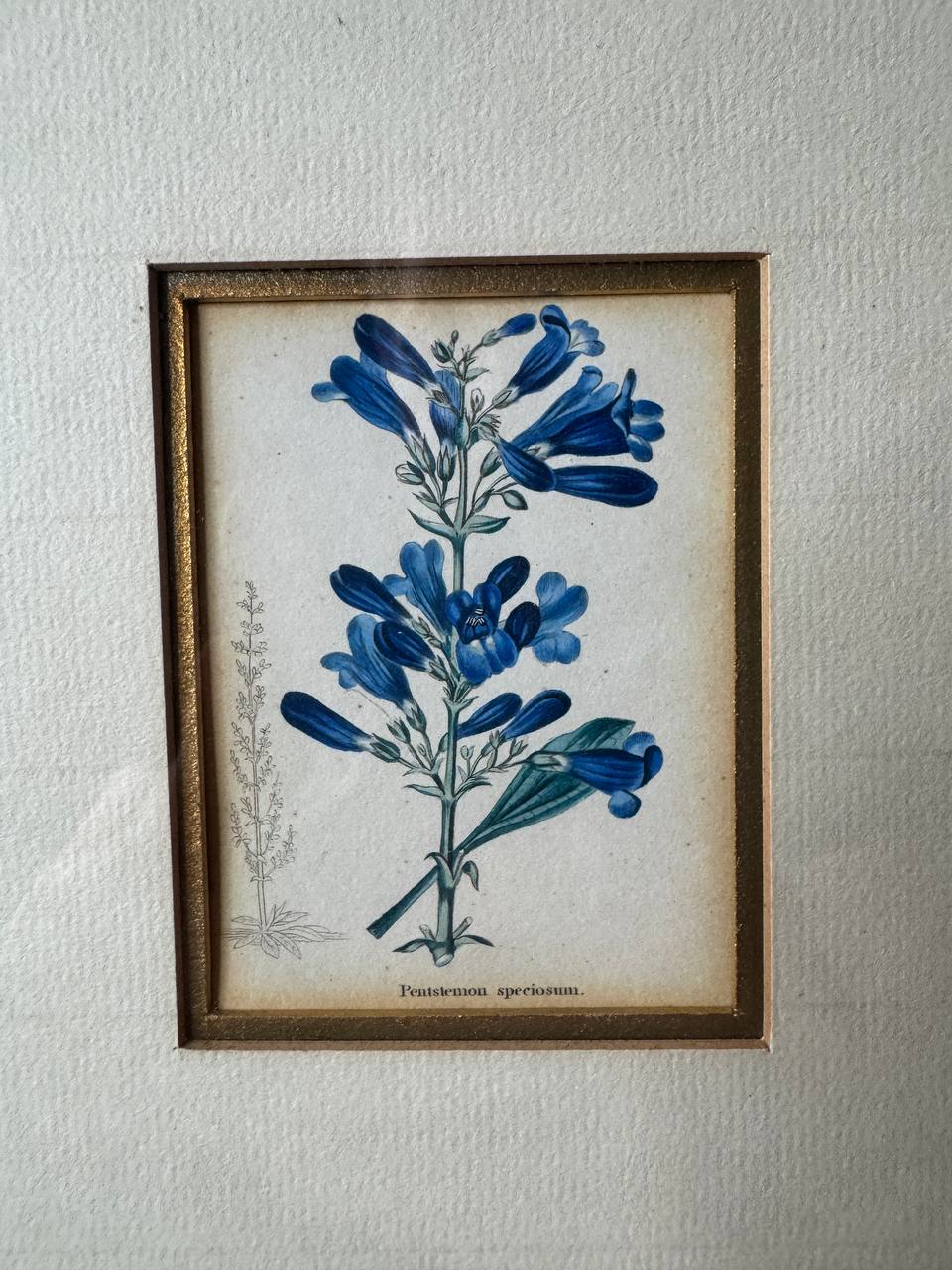 Pentstemon speciosum – Altkolorierter Kupferstich aus Watts' Botanical Werk, um 1840 — Kontext