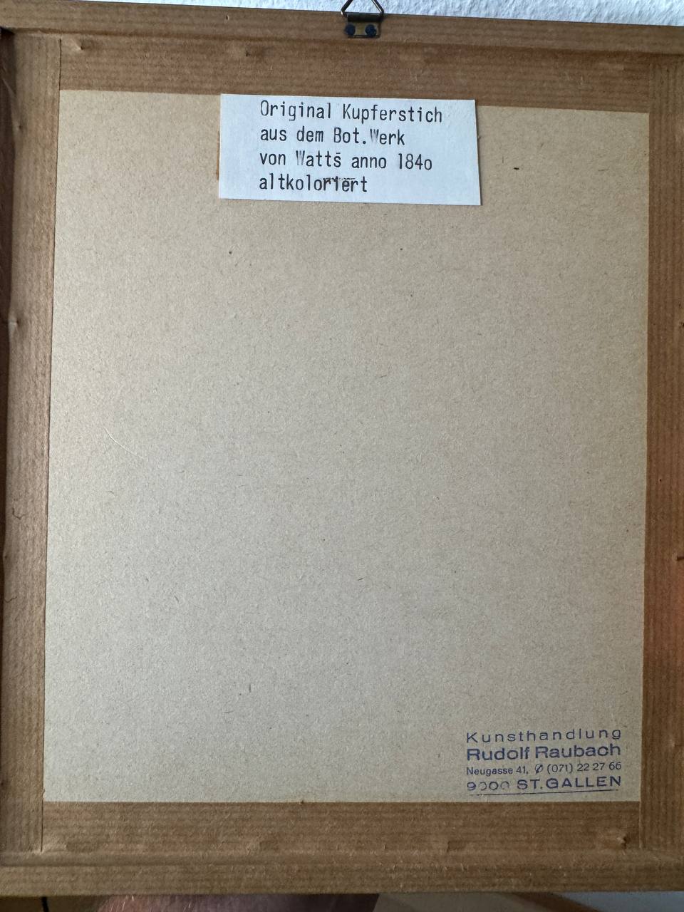 Pentstemon speciosum – Altkolorierter Kupferstich aus Watts' Botanical Werk, um 1840 — Rückseite
