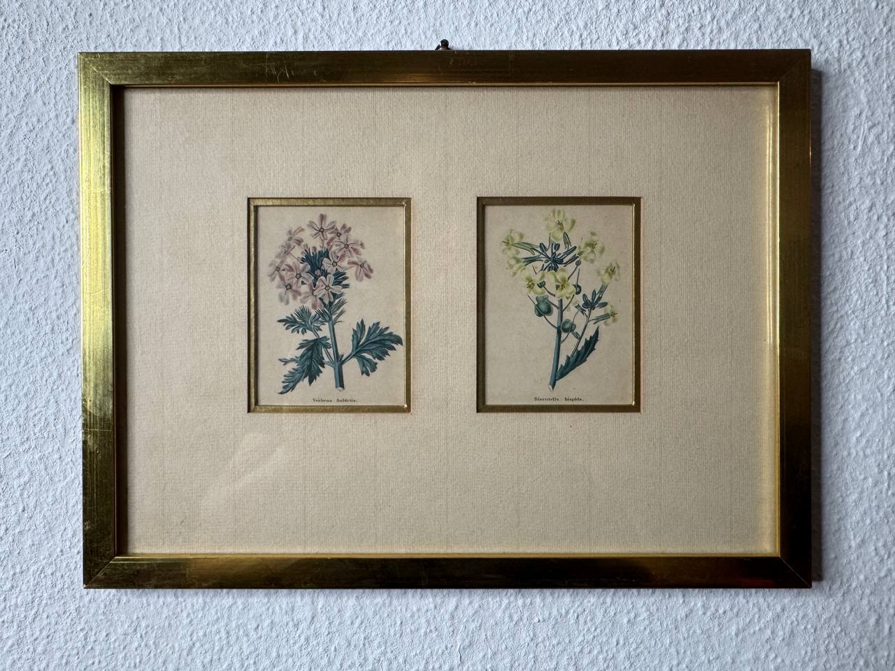 Zwei handkolorierte botanische Kupferstiche – Verbena Aubletia & Biscutella hispida, gerahmt — Vorderseite