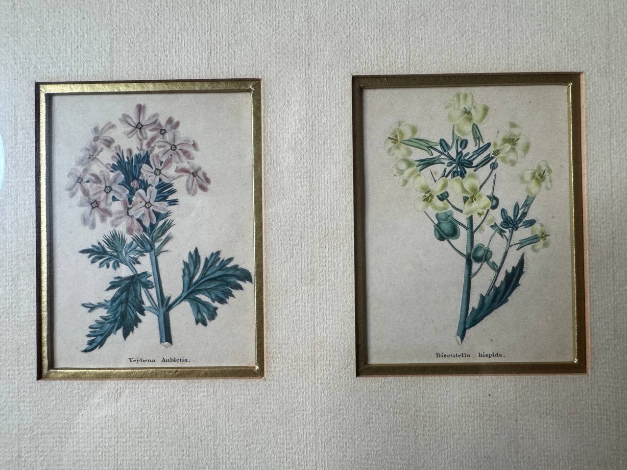Zwei handkolorierte botanische Kupferstiche – Verbena Aubletia & Biscutella hispida, gerahmt — Vorderseite