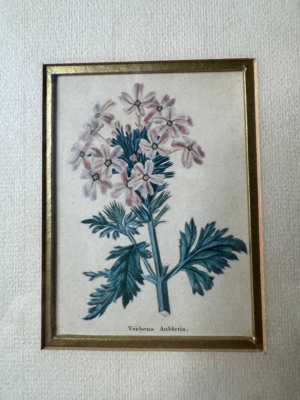 Zwei handkolorierte botanische Kupferstiche – Verbena Aubletia & Biscutella hispida, gerahmt — Inschrift