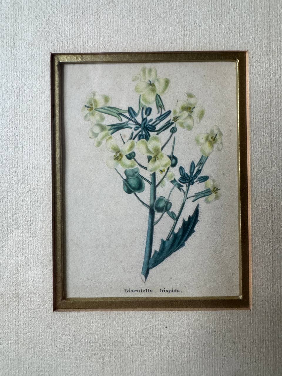 Zwei handkolorierte botanische Kupferstiche – Verbena Aubletia & Biscutella hispida, gerahmt — Inschrift