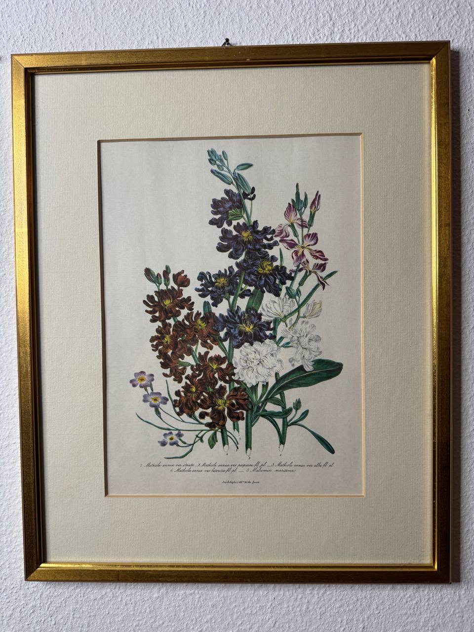 Botanische Lithographie: Blühende Stauden mit lateinischer Nomenklatur — Vorderseite