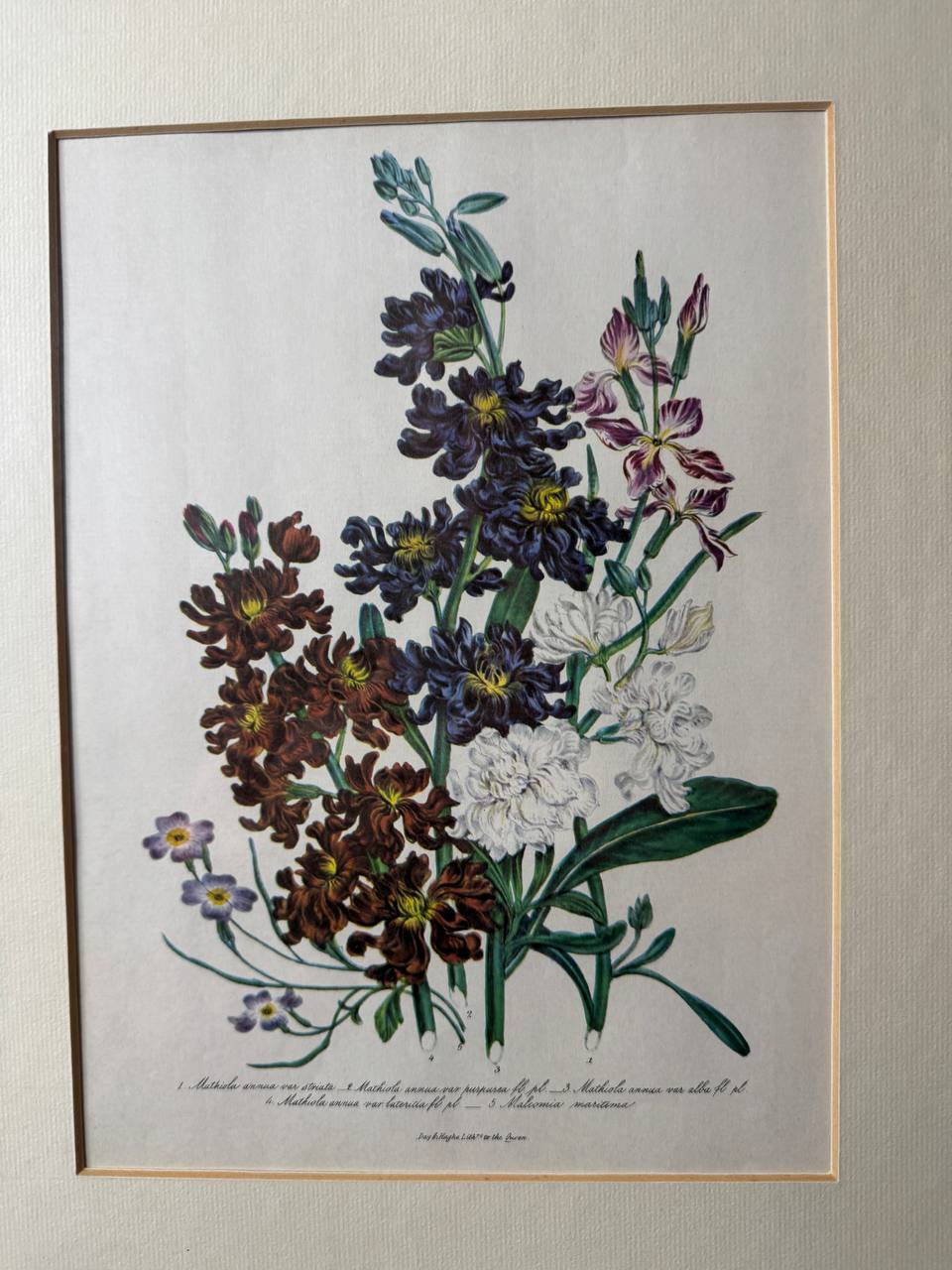 Botanische Lithographie: Blühende Stauden mit lateinischer Nomenklatur — Vorderseite