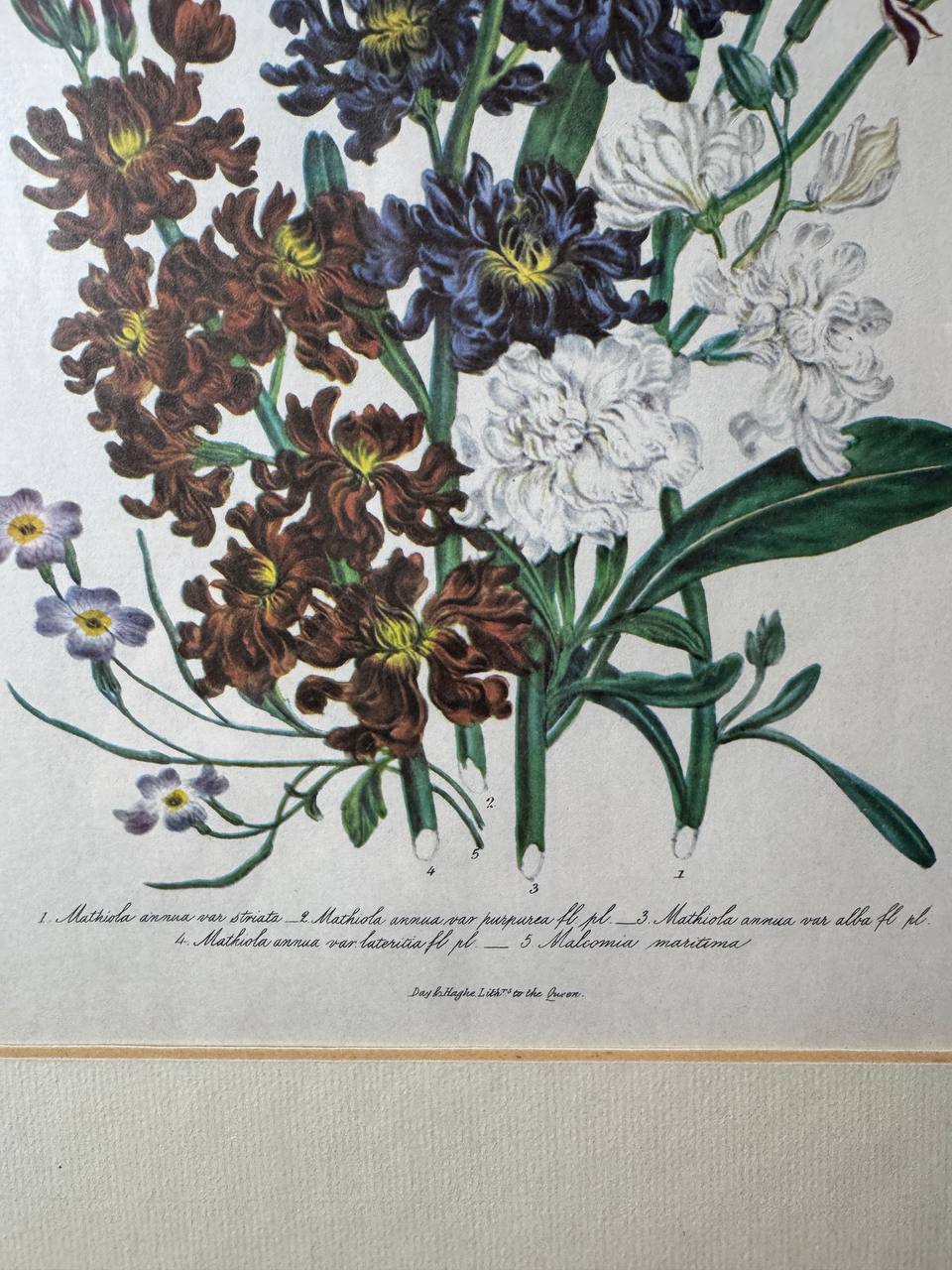 Botanische Lithographie: Blühende Stauden mit lateinischer Nomenklatur — Inschrift