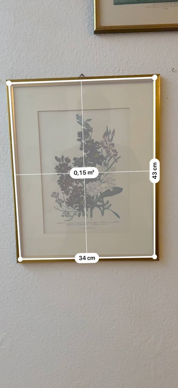 Botanische Lithographie: Blühende Stauden mit lateinischer Nomenklatur — Kontext