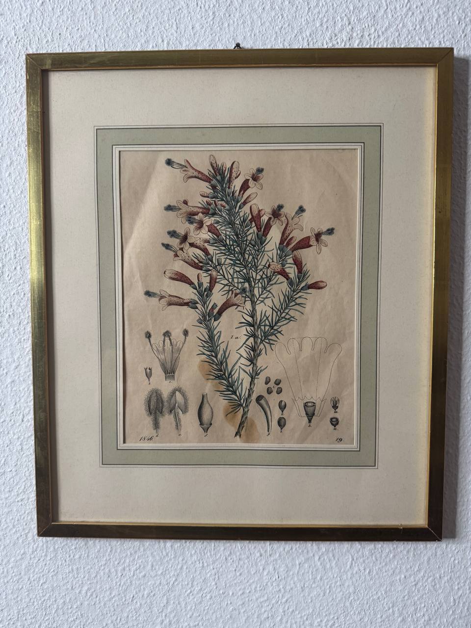 1846年の植物学図版 — 手彩色銅版画 — Vorderseite