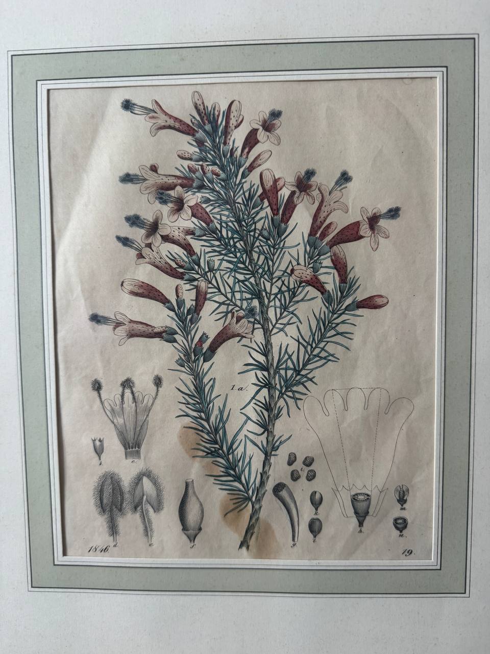 1846年の植物学図版 — 手彩色銅版画 — Inschrift