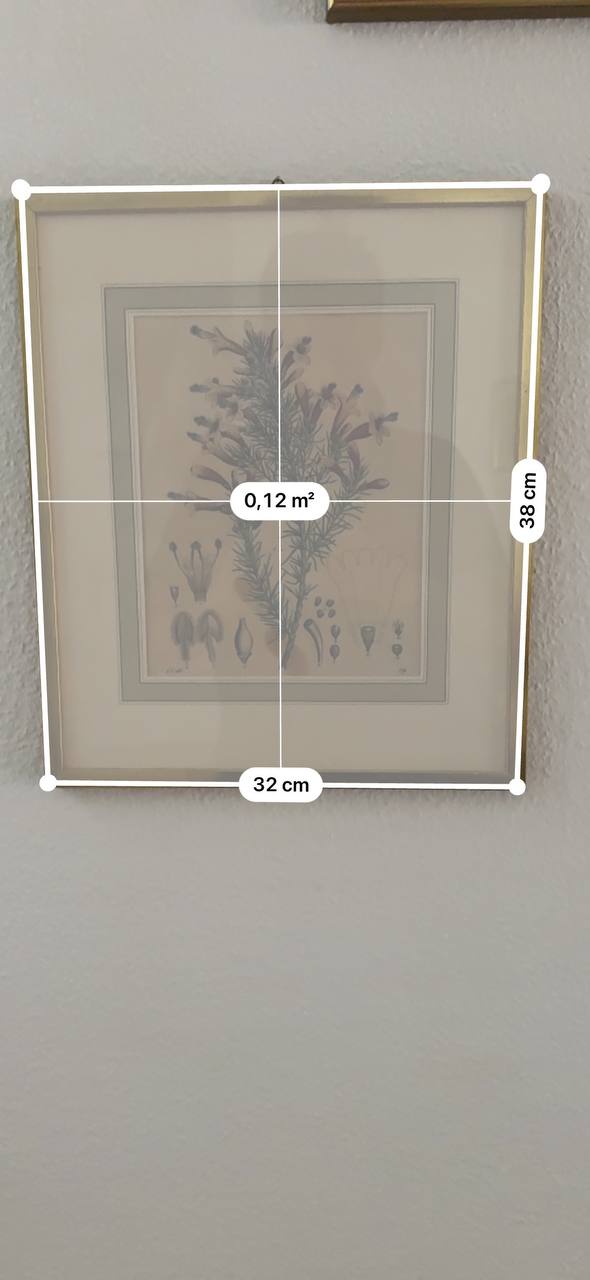 1846年の植物学図版 — 手彩色銅版画 — Kontext