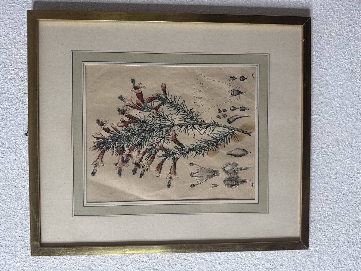 Hand-Coloured Botanical Engraving of an Erica (Heath) with Detailed Floral Anatomy, 1846 — Vorderseite