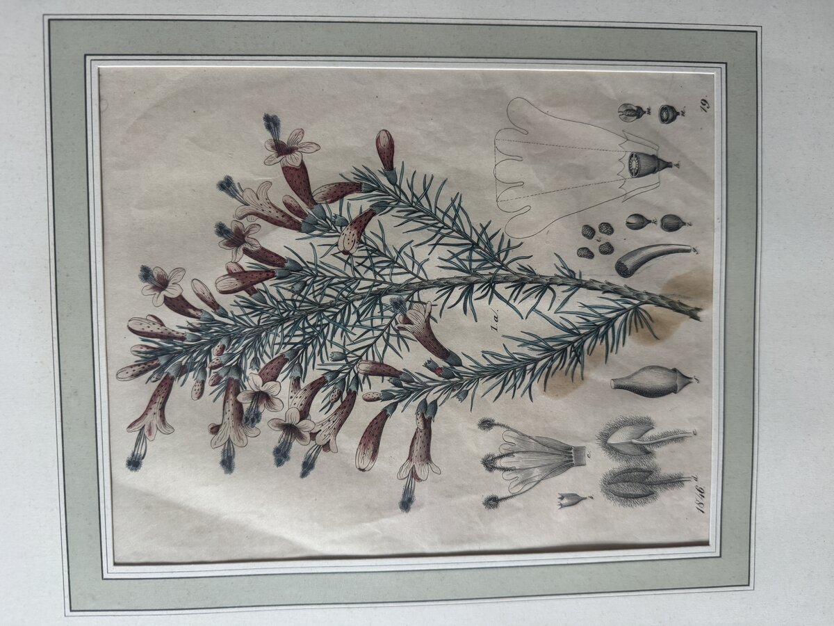 Hand-Coloured Botanical Engraving of an Erica (Heath) with Detailed Floral Anatomy, 1846 — Vorderseite
