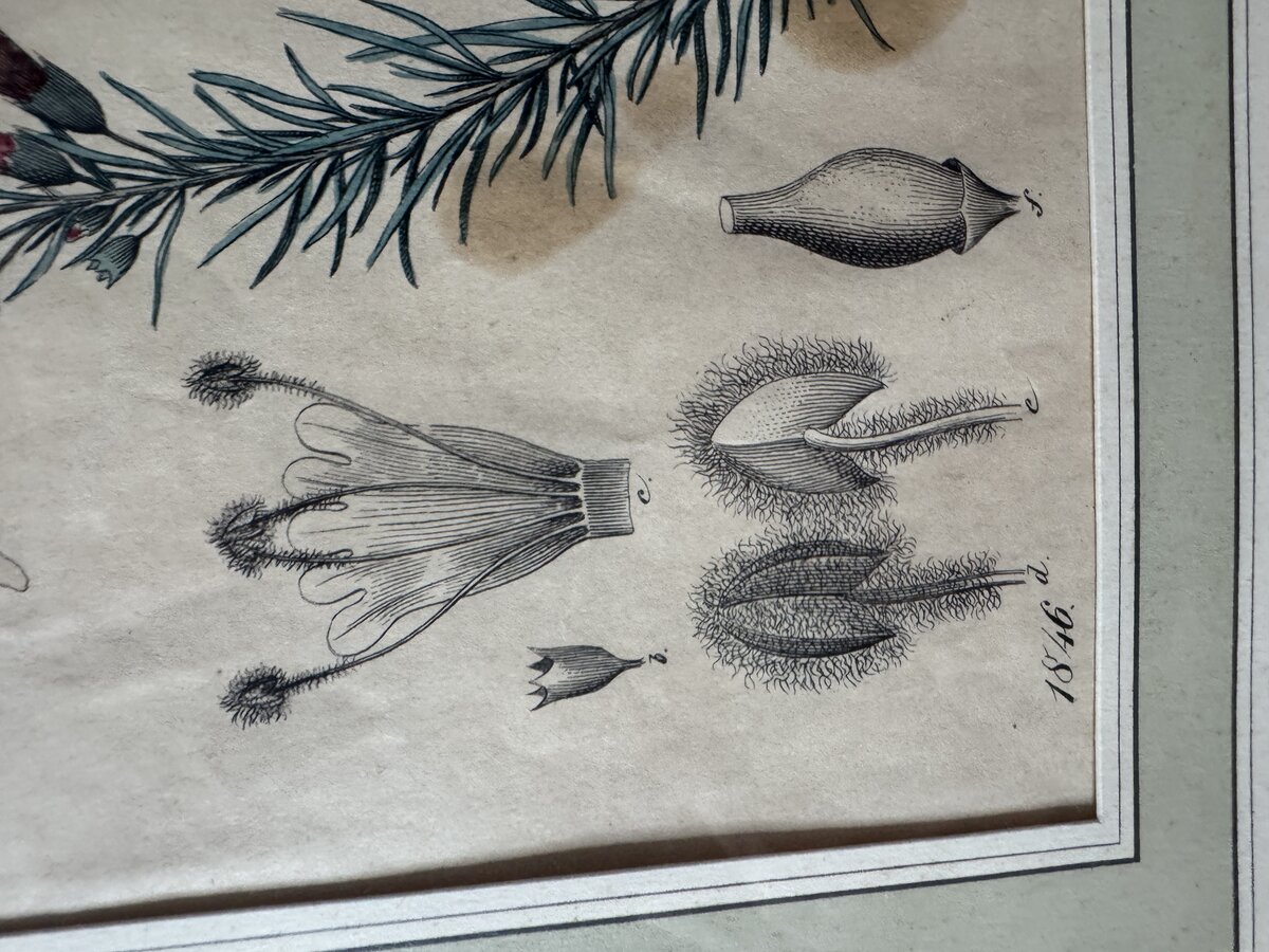 Hand-Coloured Botanical Engraving of an Erica (Heath) with Detailed Floral Anatomy, 1846 — Inschrift
