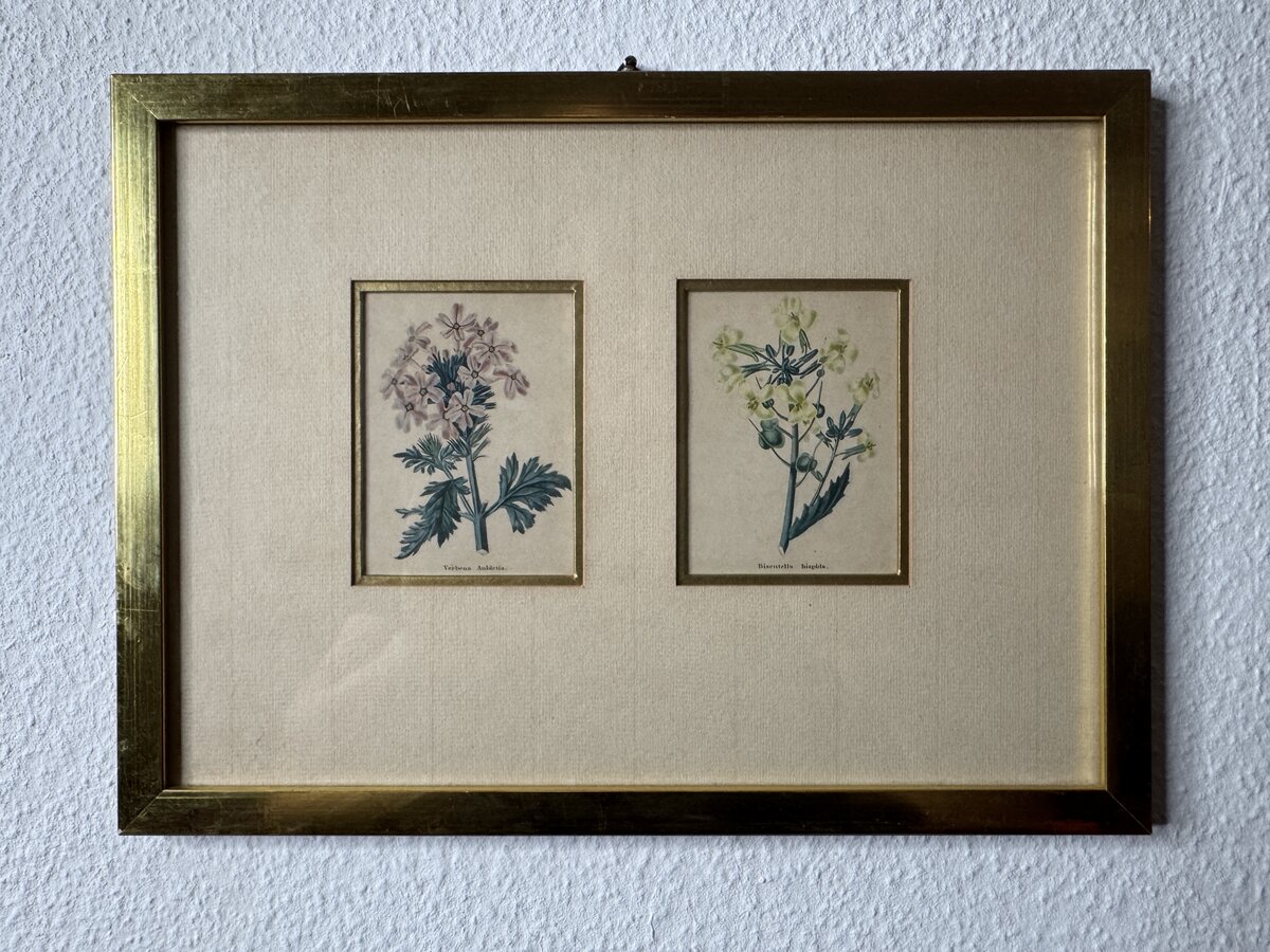 Zwei handkolorierte botanische Kupferstiche – Verbena Aubletia & Biscutella hispida, gerahmt — Vorderseite
