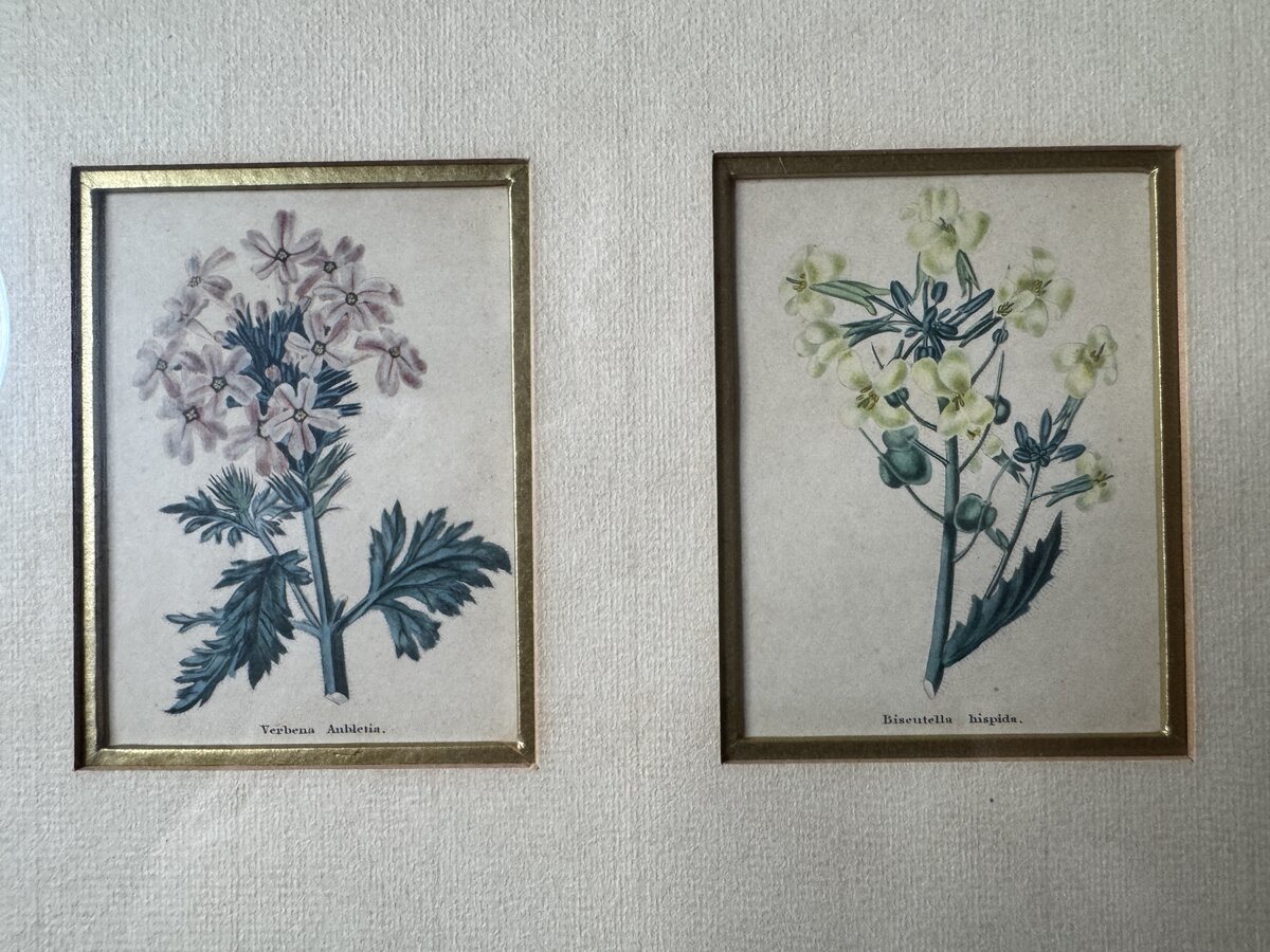 Zwei handkolorierte botanische Kupferstiche – Verbena Aubletia & Biscutella hispida, gerahmt — Inschrift