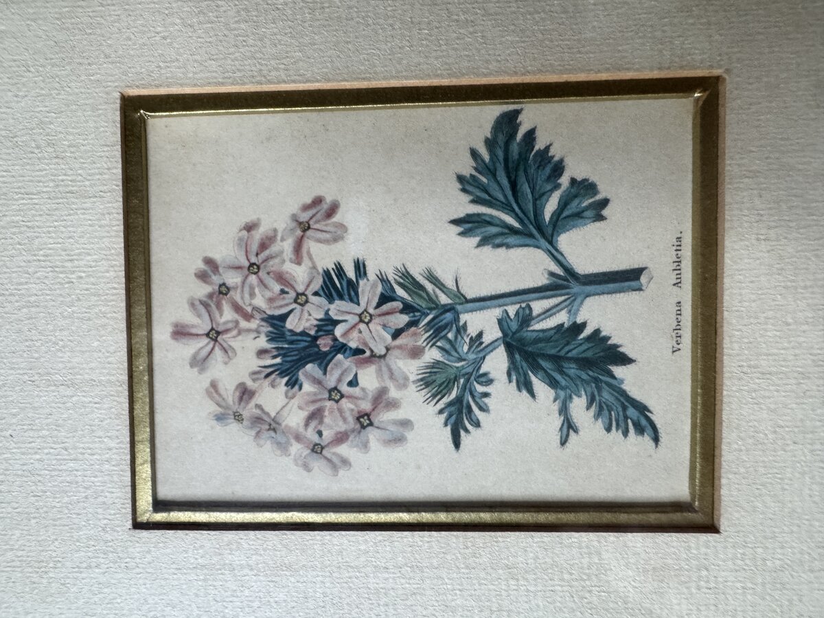 Zwei handkolorierte botanische Kupferstiche – Verbena Aubletia & Biscutella hispida, gerahmt — Inschrift