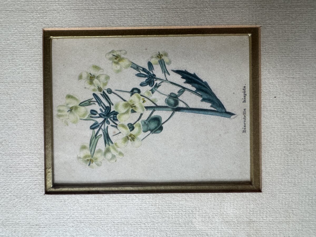 Zwei handkolorierte botanische Kupferstiche – Verbena Aubletia & Biscutella hispida, gerahmt — Inschrift