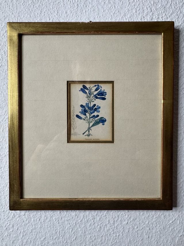 Pentstemon speciosum – Handkolorierter botanischer Stich, 19. Jh.